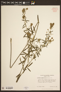 Lespedeza angustifolia image