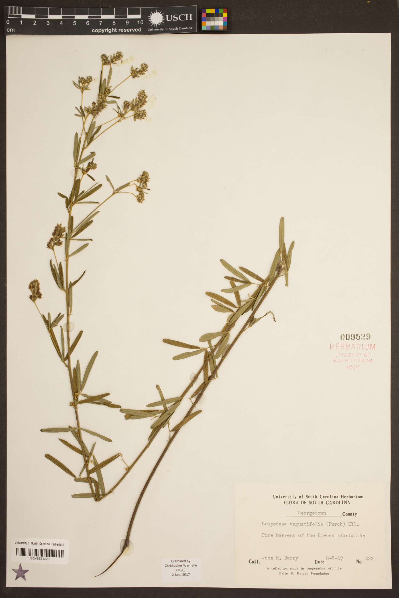Lespedeza angustifolia image