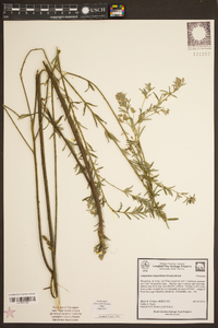 Lespedeza angustifolia image