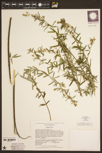 Lespedeza angustifolia image