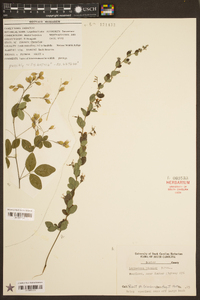 Lespedeza bicolor image