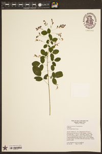 Lespedeza bicolor image