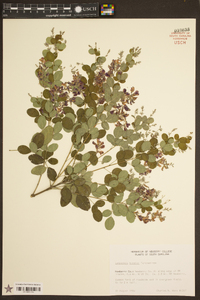 Lespedeza bicolor image