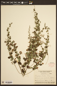 Lespedeza bicolor image