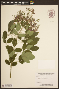 Lespedeza bicolor image