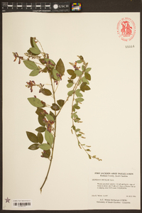 Lespedeza bicolor image