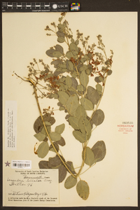 Lespedeza bicolor image