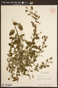 Lespedeza bicolor image