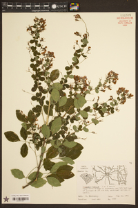 Lespedeza bicolor image