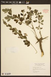 Lespedeza bicolor image