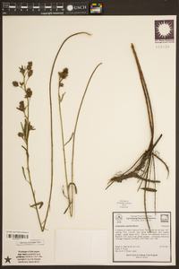 Lespedeza capitata image