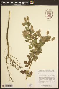 Lespedeza capitata image