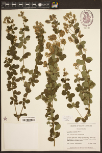 Lespedeza capitata image