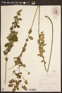 Lespedeza capitata image