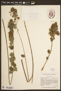 Lespedeza capitata image