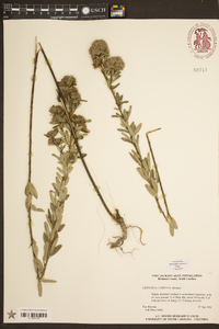 Lespedeza capitata image