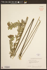 Lespedeza capitata image