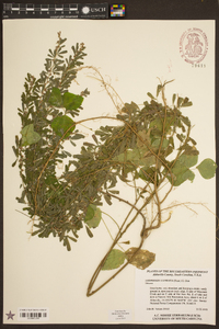 Lespedeza cuneata image