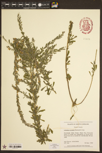 Lespedeza cuneata image