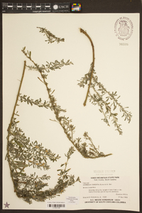 Lespedeza cuneata image