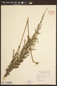 Lespedeza cuneata image