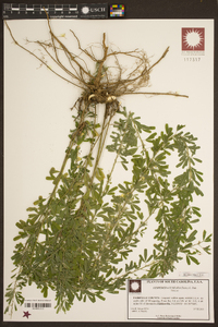 Lespedeza cuneata image