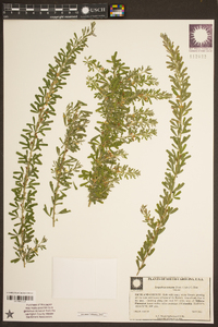 Lespedeza cuneata image