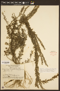 Lespedeza cuneata image