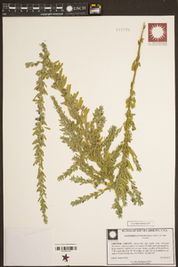 Lespedeza cuneata image