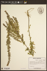 Lespedeza cuneata image