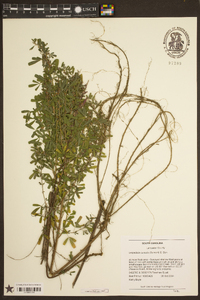 Lespedeza cuneata image