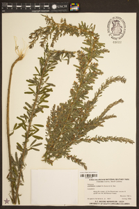 Lespedeza cuneata image