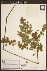 Lespedeza hirta image