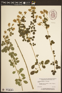 Lespedeza hirta image