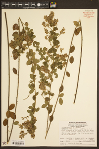 Lespedeza hirta image