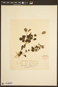 Lespedeza hirta image