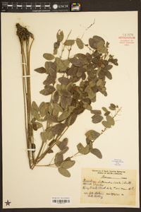 Lespedeza intermedia image