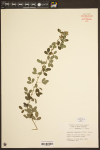 Lespedeza intermedia image