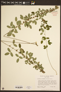 Lespedeza intermedia image