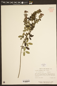 Lespedeza intermedia image