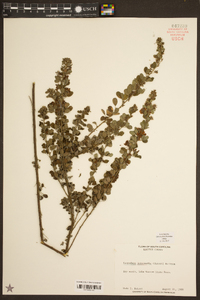 Lespedeza intermedia image