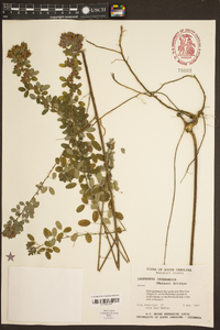 Lespedeza intermedia image