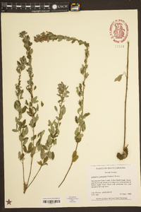 Lespedeza intermedia image