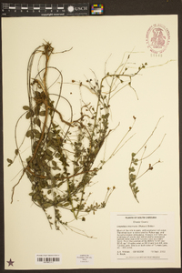 Lespedeza intermedia image