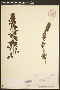 Lespedeza intermedia image