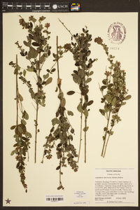 Lespedeza intermedia image