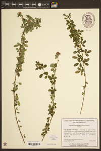 Lespedeza intermedia image