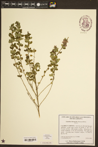 Lespedeza intermedia image