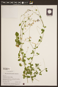 Lespedeza procumbens image