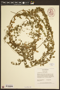 Lespedeza procumbens image